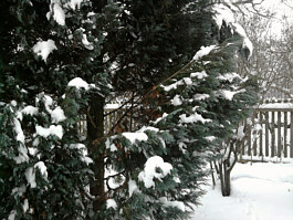 Wintermorgen